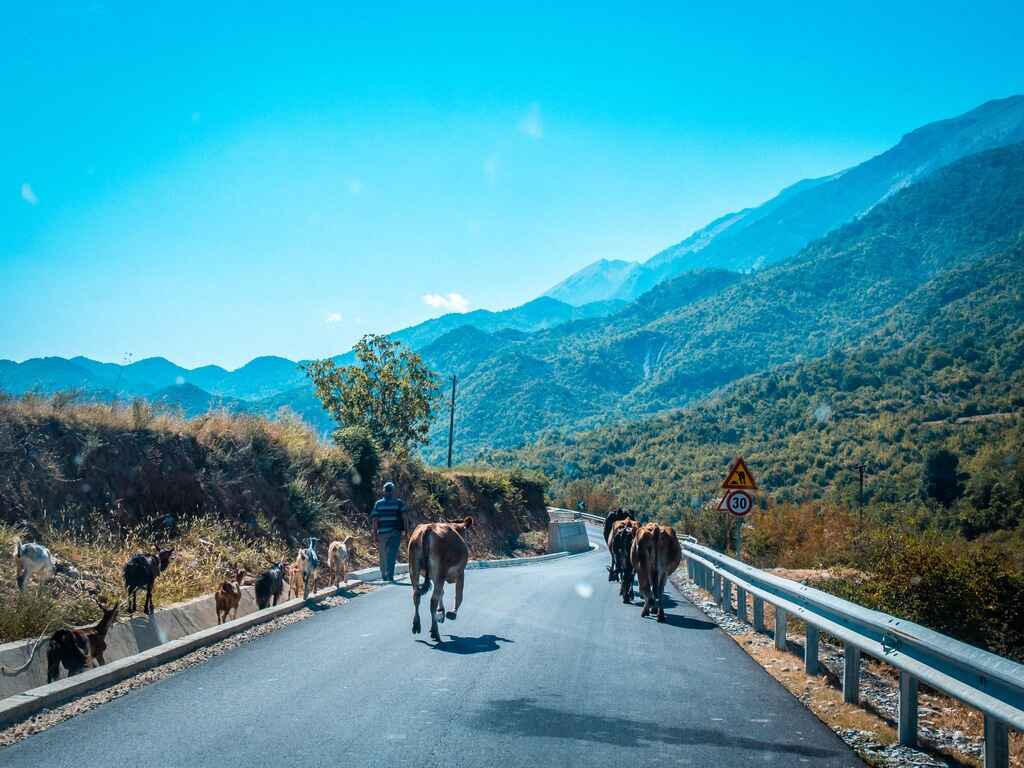 Albanie_chèvres et vaches sur la route